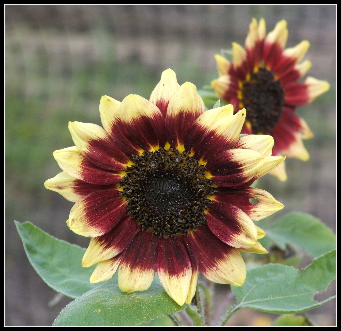 God's Growing Garden Florenza Sunflower